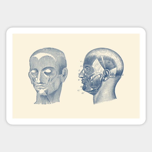 Human Skull Muscular Diagram - Dual View Magnet by Vintage Anatomy Prints